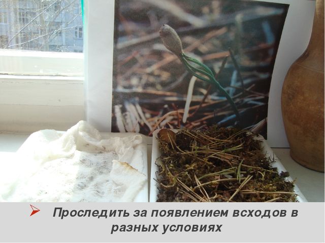 Презентация "Секрет сосновой шишки" для подготовительной к школе группы