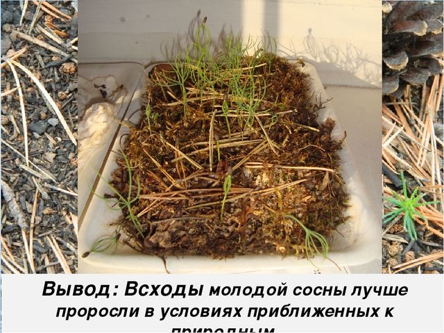 Презентация "Секрет сосновой шишки" для подготовительной к школе группы