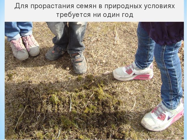 Презентация "Секрет сосновой шишки" для подготовительной к школе группы