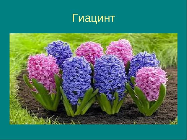 Презентация на тему "Цветочная фантазия"