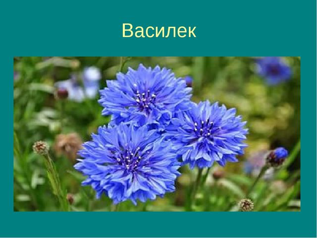 Презентация на тему "Цветочная фантазия"