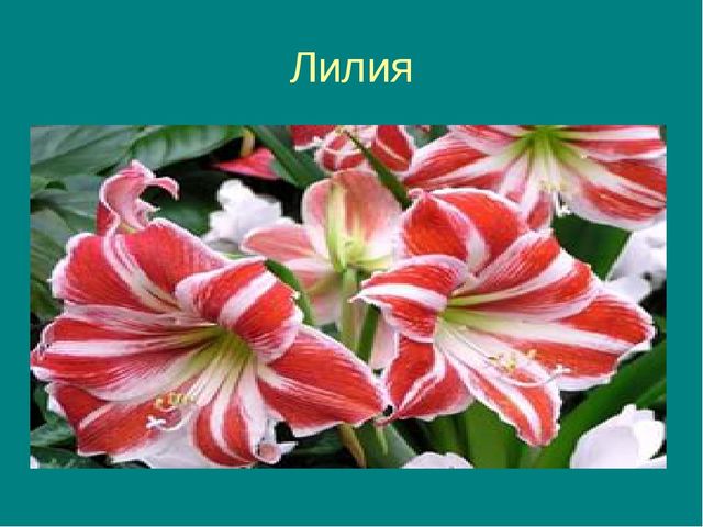 Презентация на тему "Цветочная фантазия"