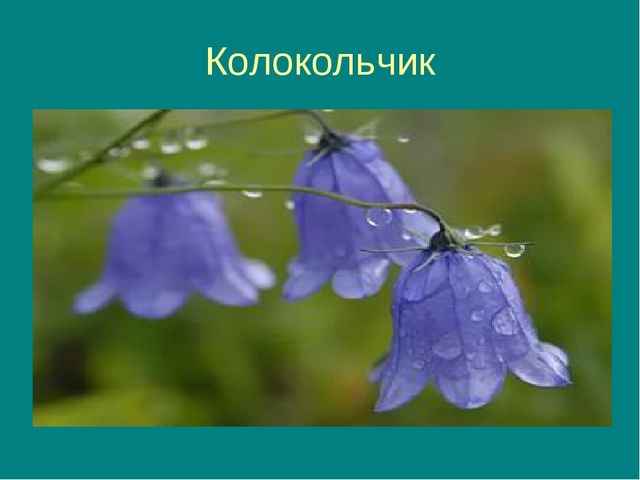 Презентация на тему "Цветочная фантазия"