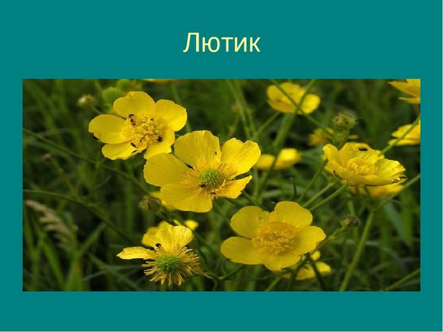 Презентация на тему "Цветочная фантазия"