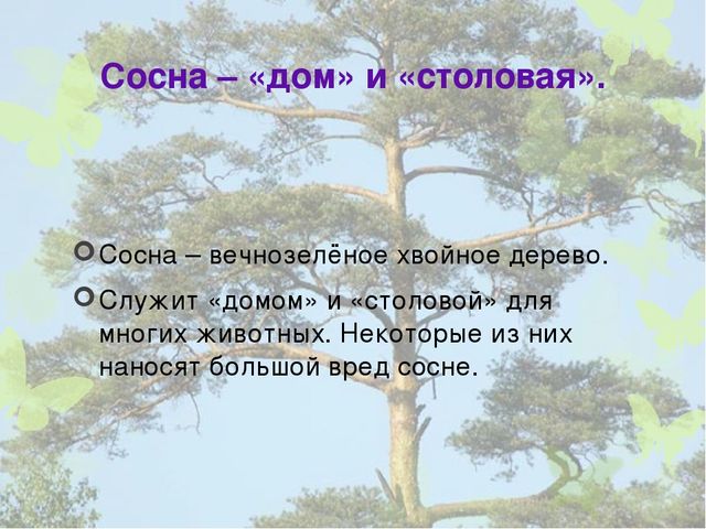 Презентация "Кто дружит с сосной".