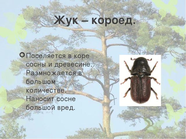 Презентация "Кто дружит с сосной".