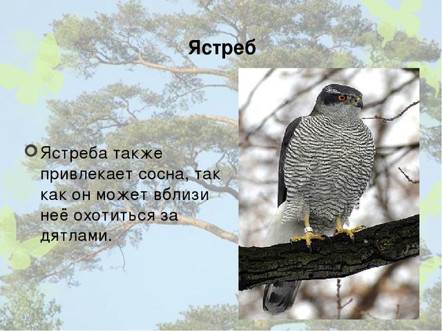 Презентация "Кто дружит с сосной".