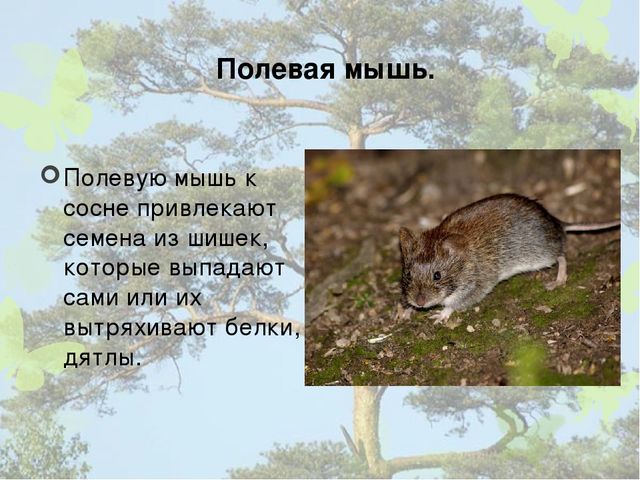 Презентация "Кто дружит с сосной".