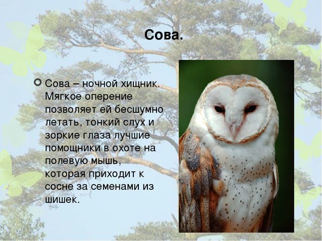 Презентация "Кто дружит с сосной".