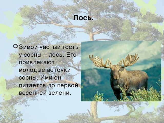 Презентация "Кто дружит с сосной".