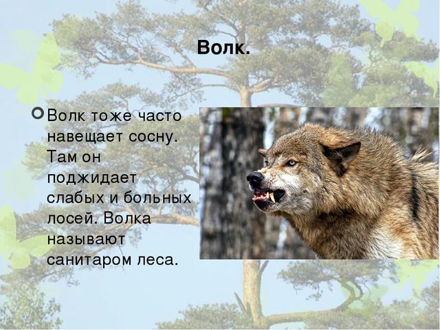 Презентация "Кто дружит с сосной".