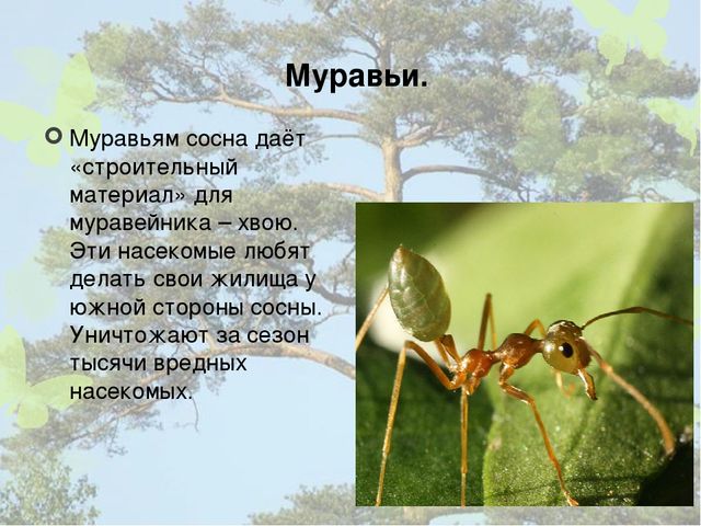Презентация "Кто дружит с сосной".