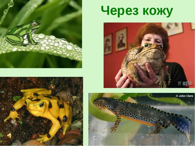 Презентация по теме "Значение воды на земле"