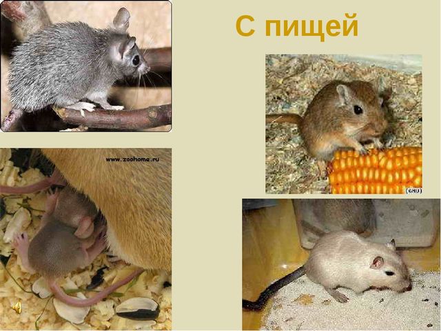 Презентация по теме "Значение воды на земле"