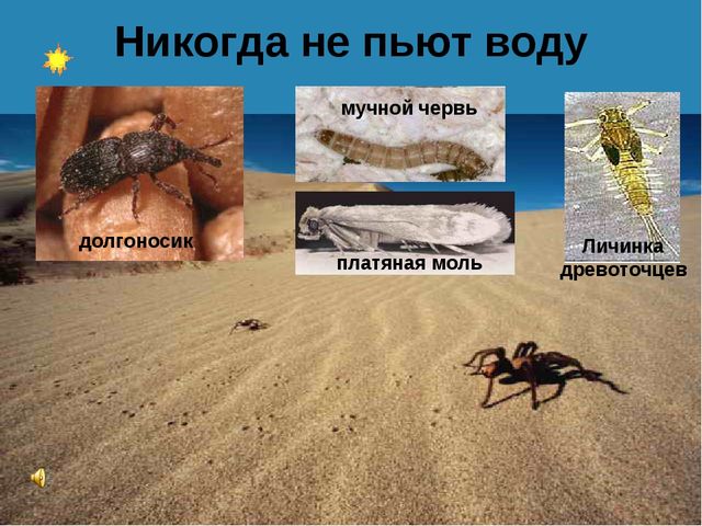 Презентация по теме "Значение воды на земле"