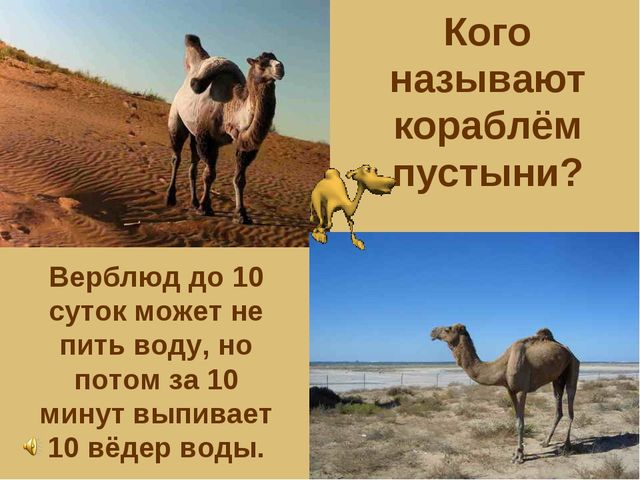 Презентация по теме "Значение воды на земле"