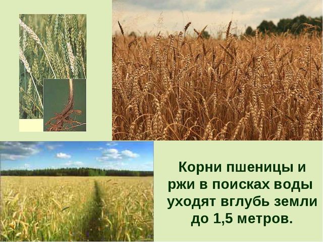 Презентация по теме "Значение воды на земле"