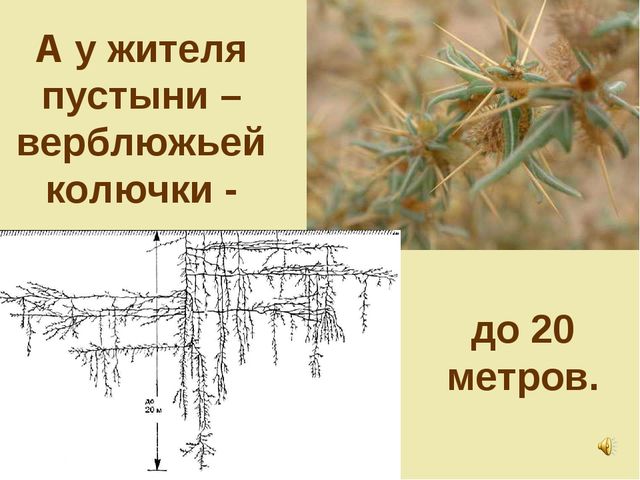 Презентация по теме "Значение воды на земле"