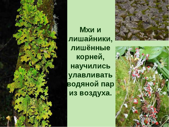 Презентация по теме "Значение воды на земле"