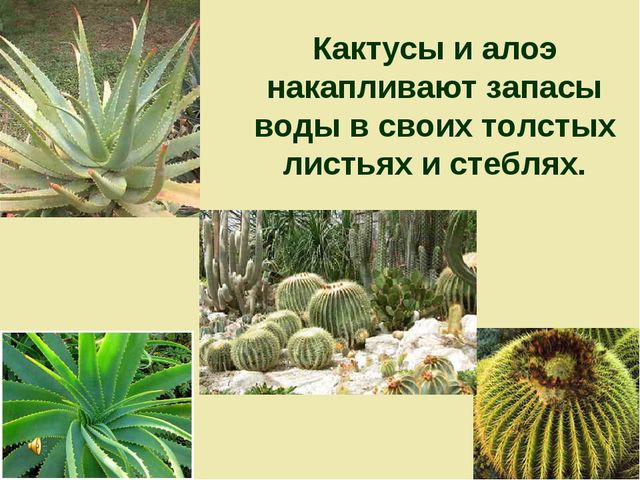 Презентация по теме "Значение воды на земле"