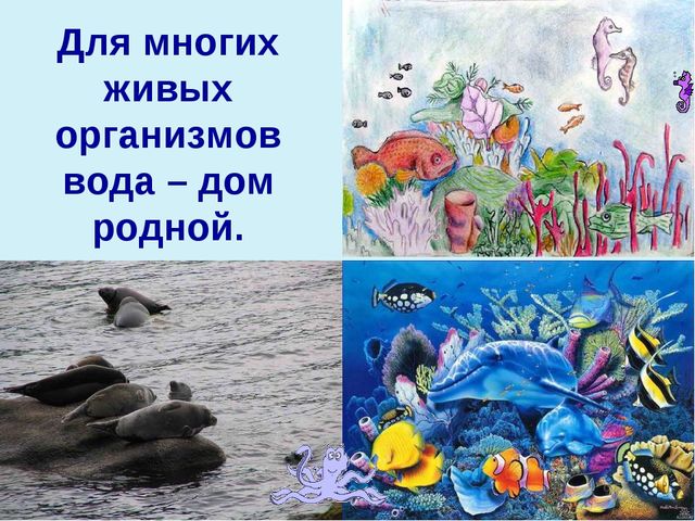 Презентация по теме "Значение воды на земле"