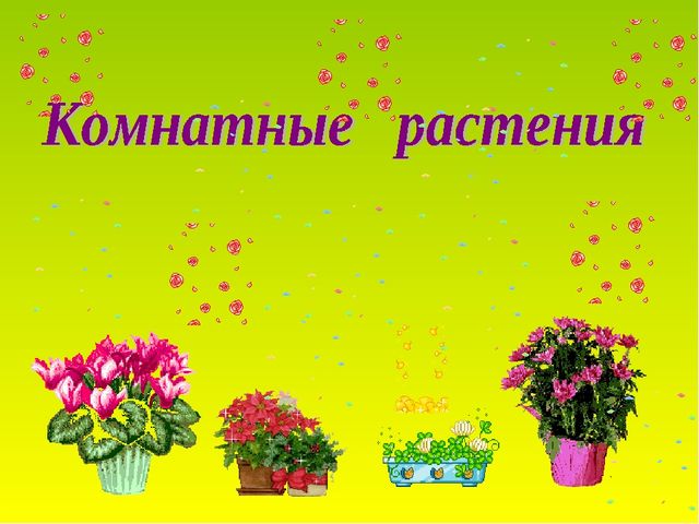 Презентация по теме "Комнатные растения"
