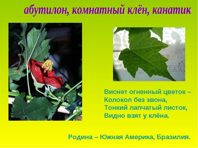 Презентация по теме "Комнатные растения"
