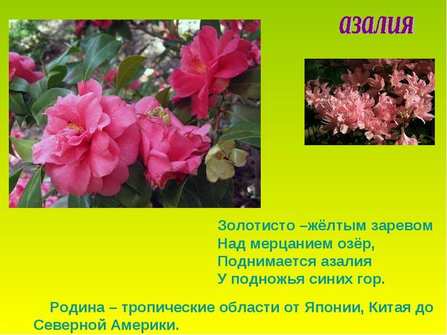 Презентация по теме "Комнатные растения"