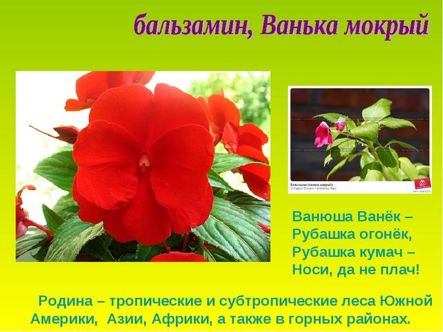Презентация по теме "Комнатные растения"