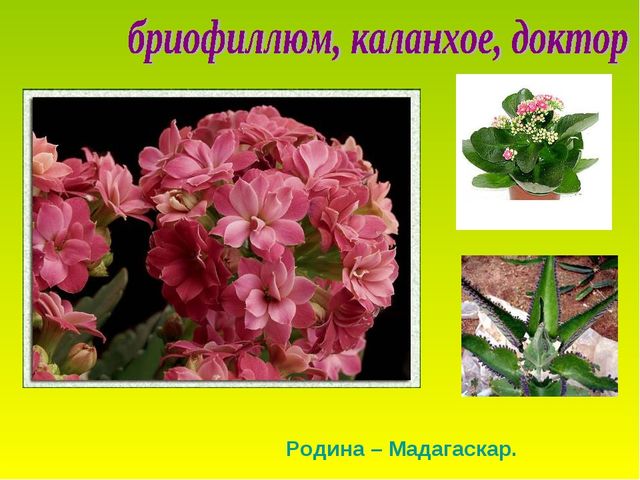 Презентация по теме "Комнатные растения"