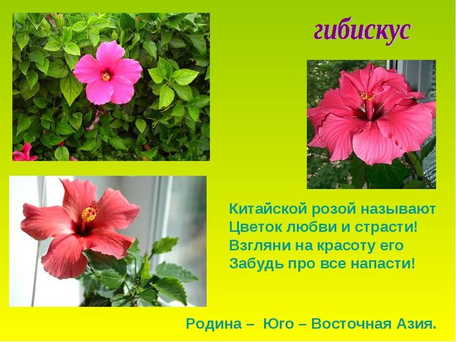 Презентация по теме "Комнатные растения"