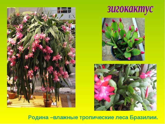 Презентация по теме "Комнатные растения"