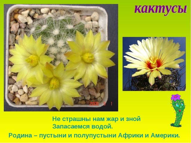 Презентация по теме "Комнатные растения"