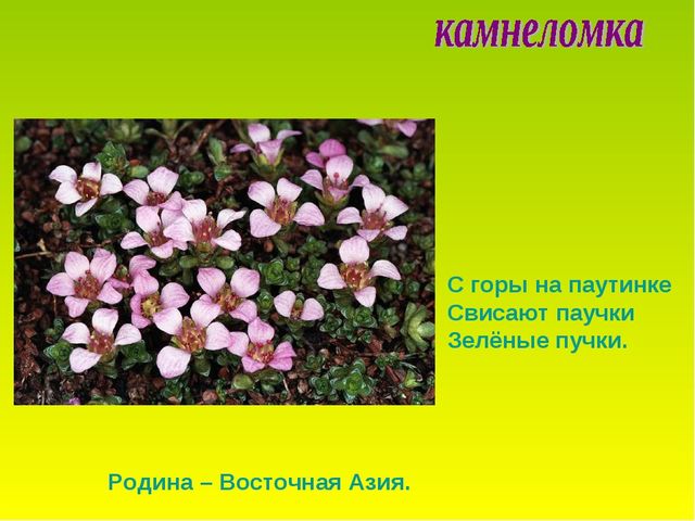 Презентация по теме "Комнатные растения"