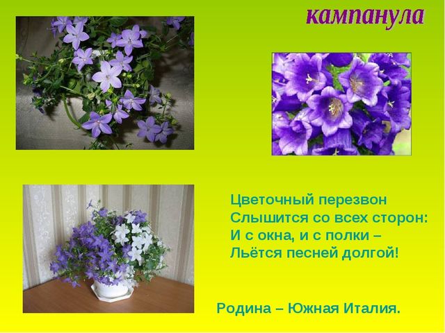 Презентация по теме "Комнатные растения"