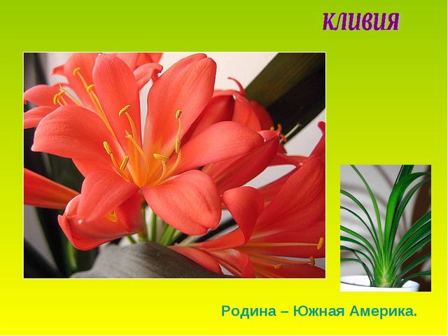 Презентация по теме "Комнатные растения"