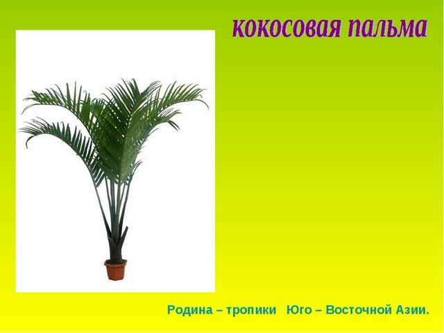 Презентация по теме "Комнатные растения"