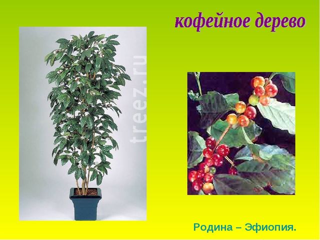 Презентация по теме "Комнатные растения"