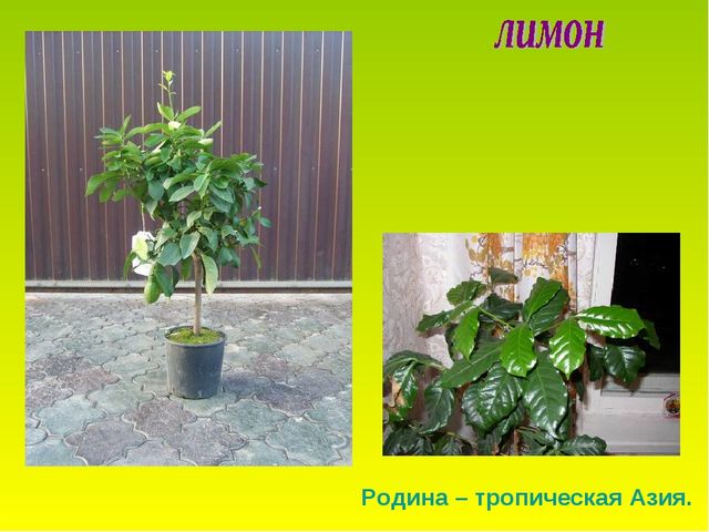 Презентация по теме "Комнатные растения"