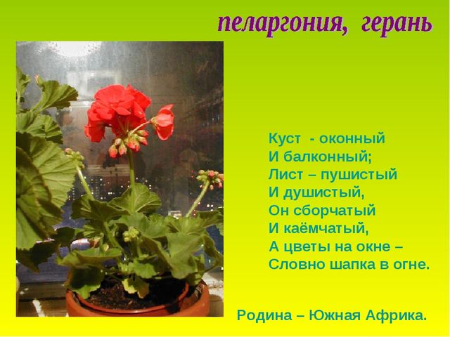 Презентация по теме "Комнатные растения"