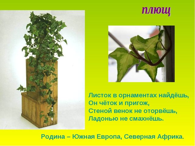 Презентация по теме "Комнатные растения"