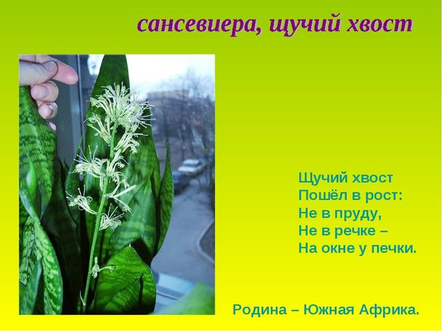 Презентация по теме "Комнатные растения"