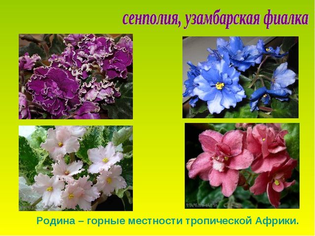 Презентация по теме "Комнатные растения"