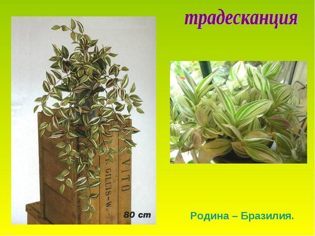 Презентация по теме "Комнатные растения"