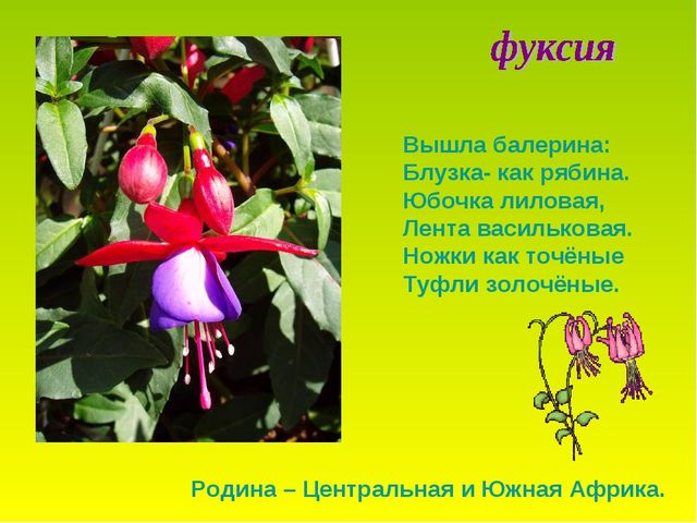Презентация по теме "Комнатные растения"