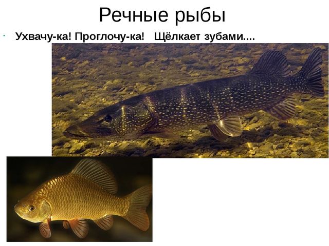 Презентация "Подводный мир рыб"