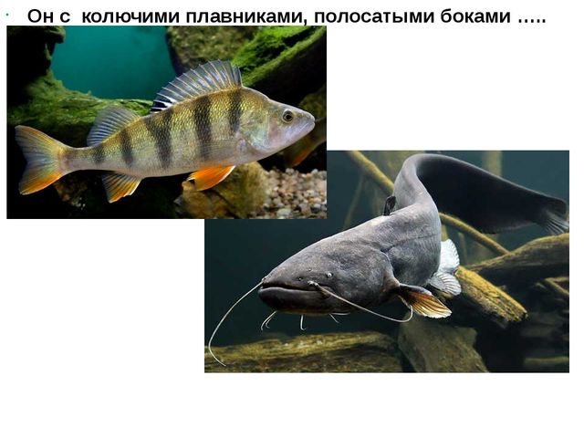 Презентация "Подводный мир рыб"