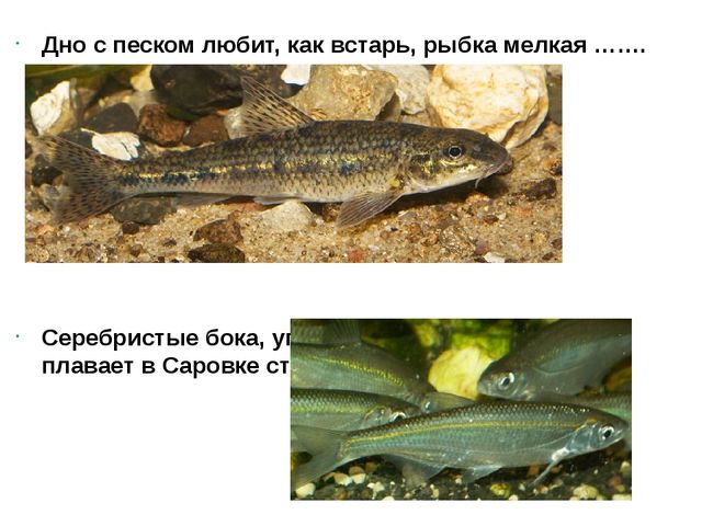 Презентация "Подводный мир рыб"