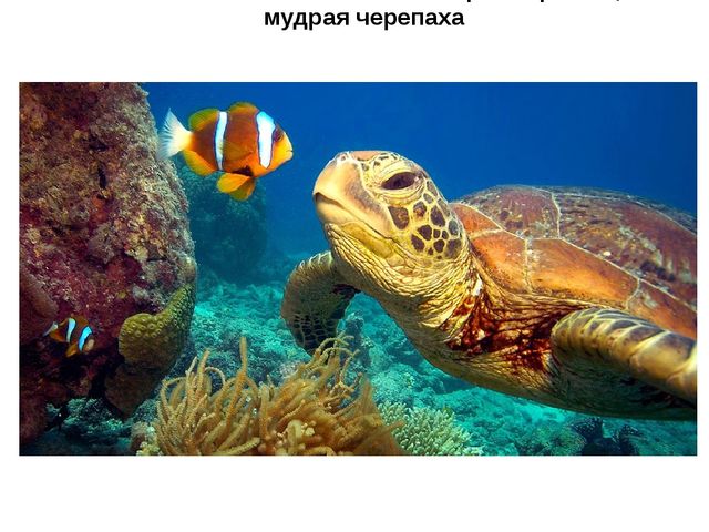 Презентация "Подводный мир рыб"