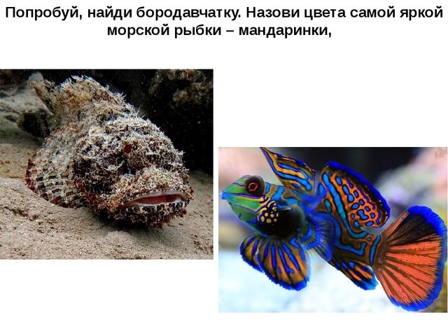 Презентация "Подводный мир рыб"